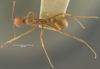 Media type: image;   Entomology 23136 Aspect: habitus dorsal view